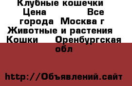 Клубные кошечки › Цена ­ 10 000 - Все города, Москва г. Животные и растения » Кошки   . Оренбургская обл.